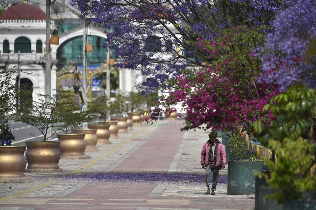 https://raracms.setopati.com/uploads/shares/2020/sujita/jacaranda/jacarranda (1).jpg